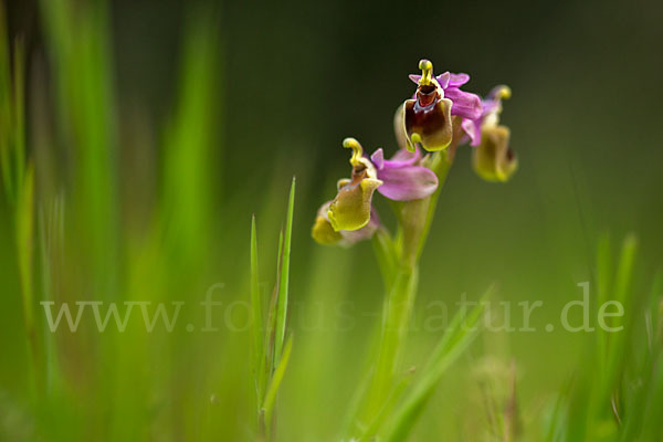 Wespen-Ragwurz (Ophrys tenthredinifera)