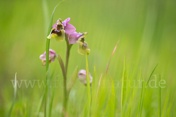 Wespen-Ragwurz (Ophrys tenthredinifera)