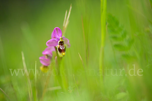 Wespen-Ragwurz (Ophrys tenthredinifera)