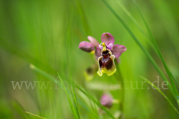 Wespen-Ragwurz (Ophrys tenthredinifera)