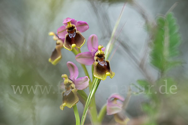 Wespen-Ragwurz (Ophrys tenthredinifera)