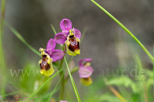 Wespen-Ragwurz (Ophrys tenthredinifera)