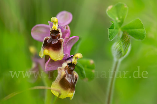 Wespen-Ragwurz (Ophrys tenthredinifera)