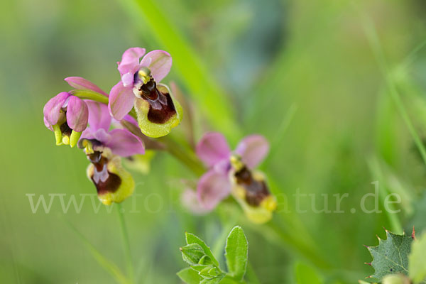 Wespen-Ragwurz (Ophrys tenthredinifera)