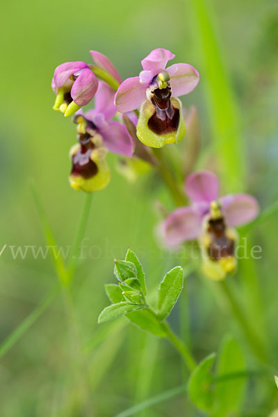 Wespen-Ragwurz (Ophrys tenthredinifera)