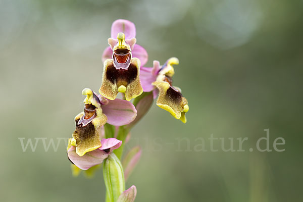 Wespen-Ragwurz (Ophrys tenthredinifera)