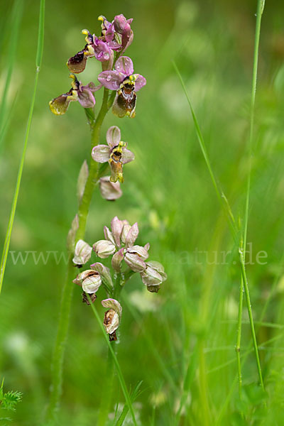 Wespen-Ragwurz (Ophrys tenthredinifera)