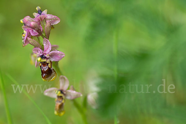 Wespen-Ragwurz (Ophrys tenthredinifera)