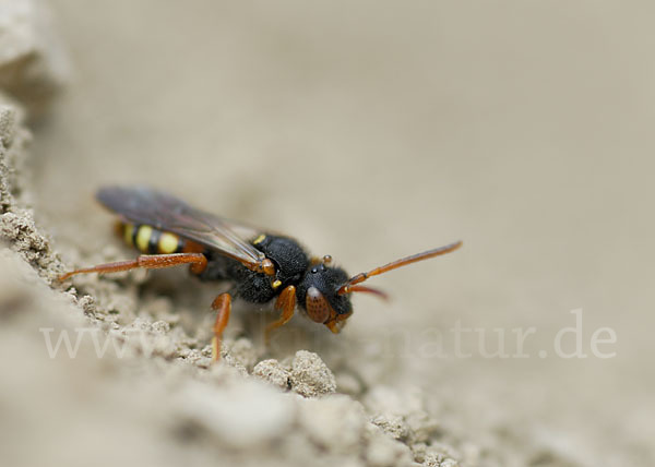 Wespenbiene spec. (Nomada bifasciata)