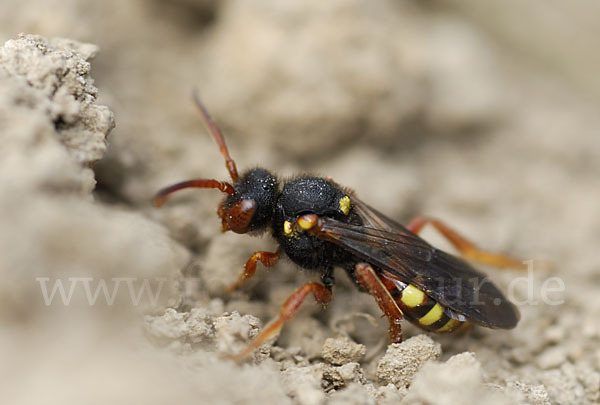 Wespenbiene spec. (Nomada bifasciata)