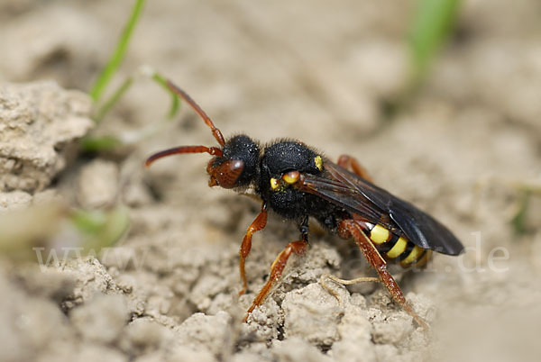 Wespenbiene spec. (Nomada bifasciata)