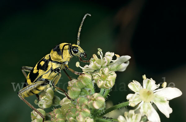 Wespenbock spec.1 (Chlorophorus varius)