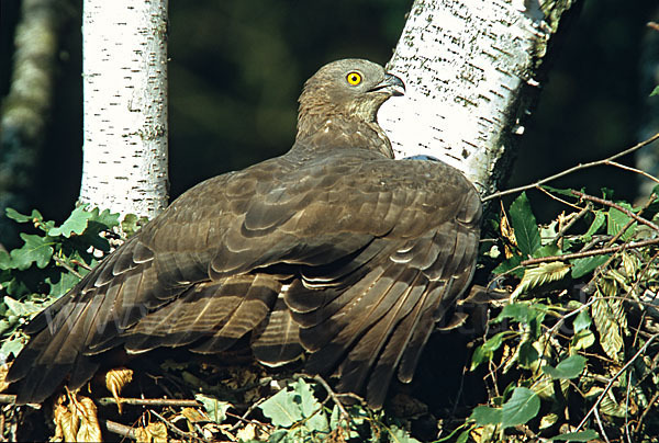 Wespenbussard (Pernis apivorus)