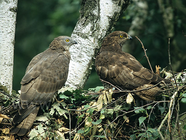 Wespenbussard (Pernis apivorus)