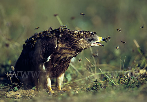 Wespenbussard (Pernis apivorus)