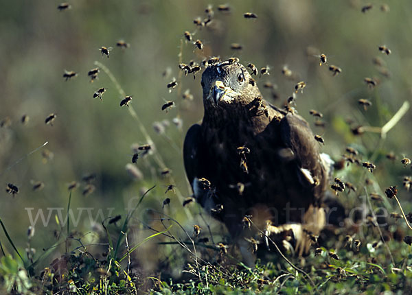 Wespenbussard (Pernis apivorus)