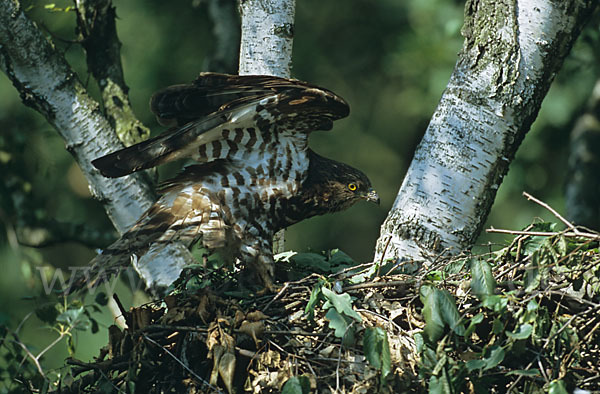 Wespenbussard (Pernis apivorus)