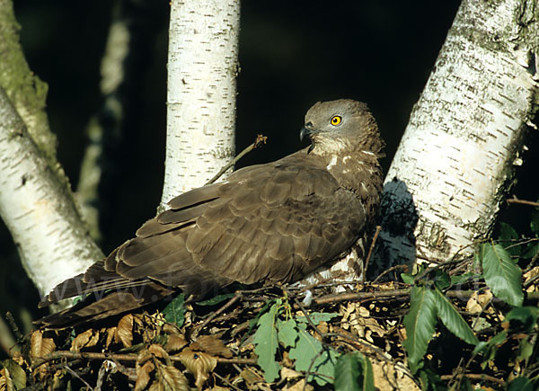 Wespenbussard (Pernis apivorus)