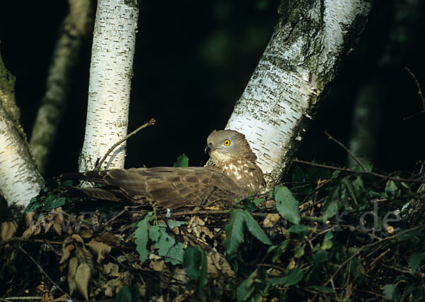 Wespenbussard (Pernis apivorus)