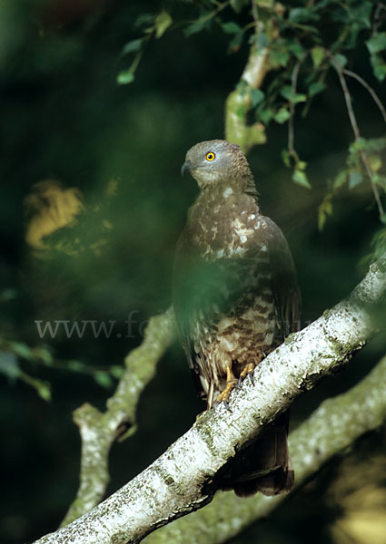 Wespenbussard (Pernis apivorus)