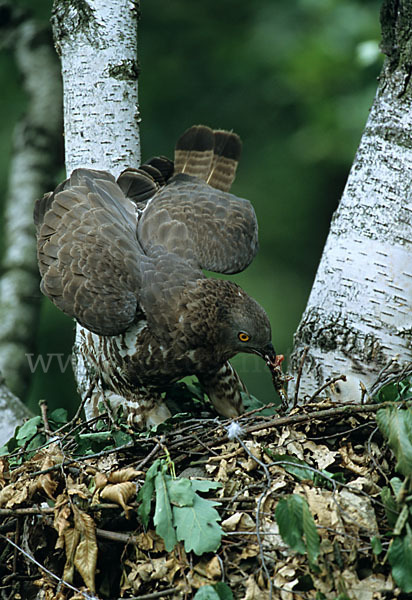 Wespenbussard (Pernis apivorus)