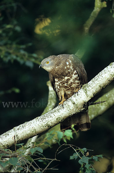 Wespenbussard (Pernis apivorus)