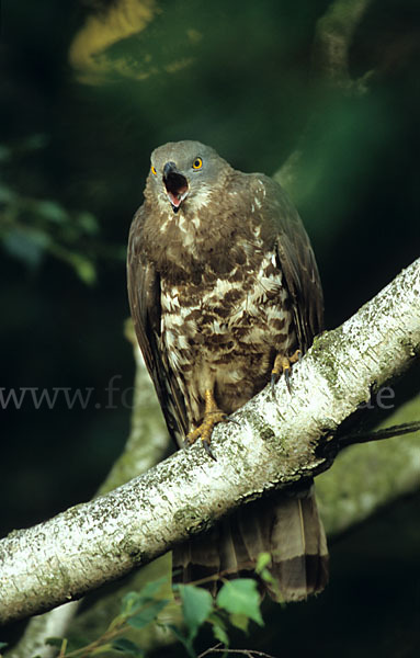 Wespenbussard (Pernis apivorus)