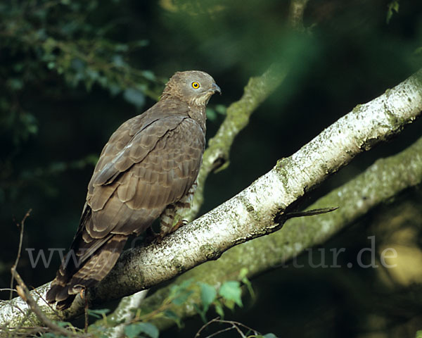 Wespenbussard (Pernis apivorus)