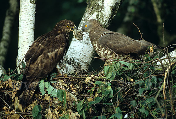 Wespenbussard (Pernis apivorus)