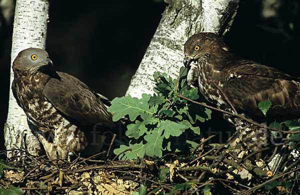 Wespenbussard (Pernis apivorus)