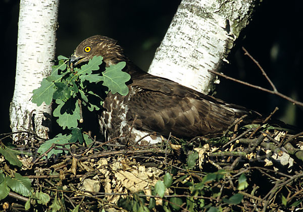 Wespenbussard (Pernis apivorus)