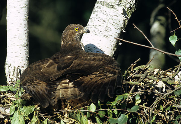 Wespenbussard (Pernis apivorus)