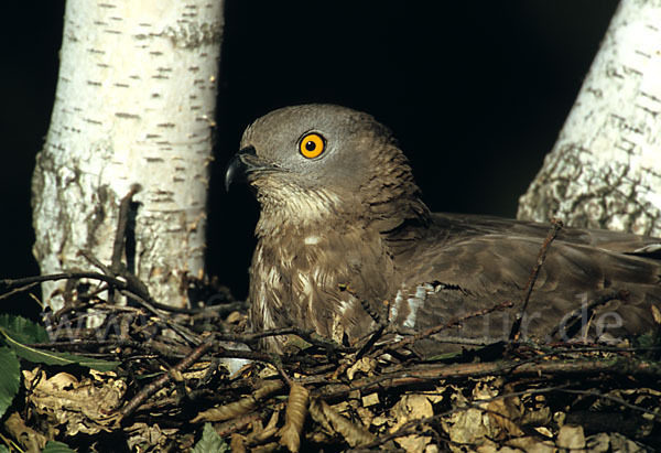 Wespenbussard (Pernis apivorus)