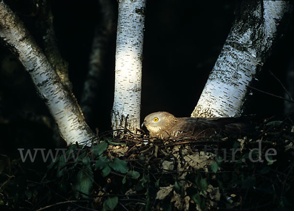 Wespenbussard (Pernis apivorus)