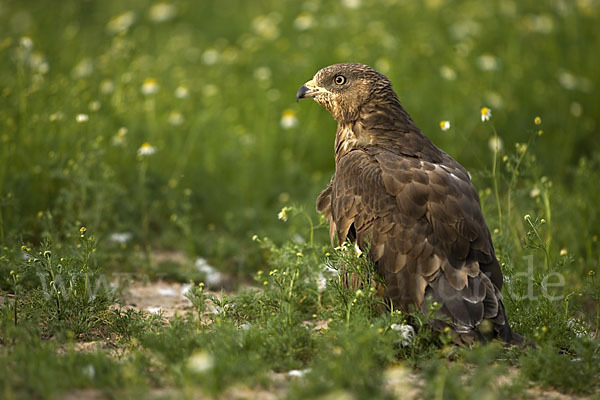 Wespenbussard (Pernis apivorus)