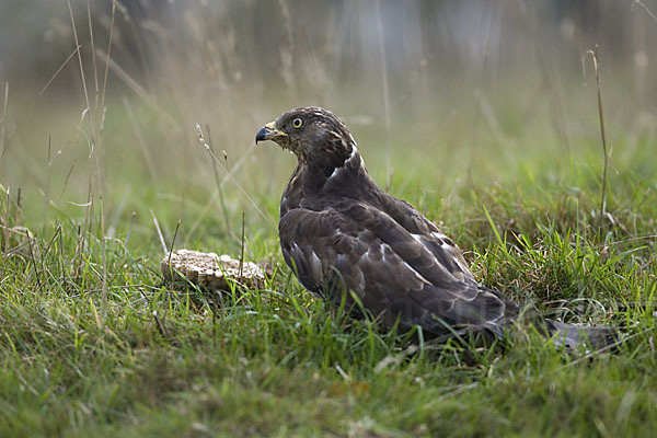 Wespenbussard (Pernis apivorus)