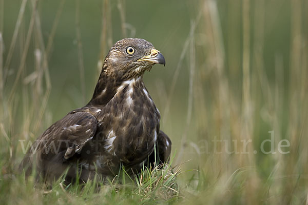 Wespenbussard (Pernis apivorus)