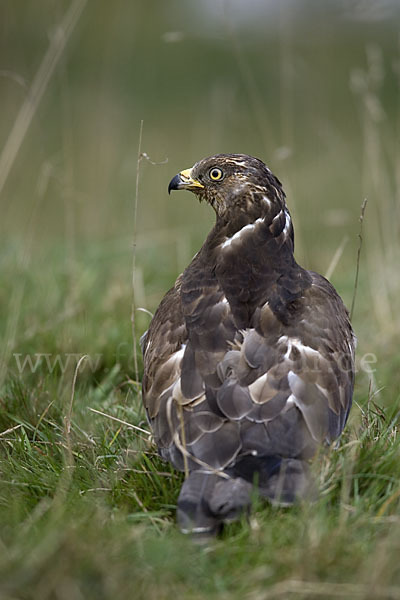 Wespenbussard (Pernis apivorus)