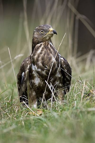 Wespenbussard (Pernis apivorus)