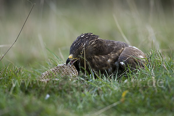 Wespenbussard (Pernis apivorus)