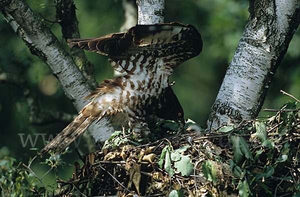 Wespenbussard (Pernis apivorus)