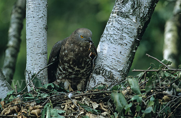 Wespenbussard (Pernis apivorus)