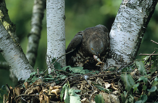 Wespenbussard (Pernis apivorus)