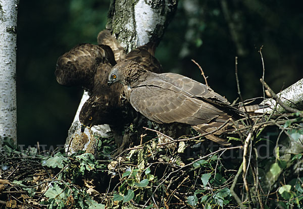 Wespenbussard (Pernis apivorus)