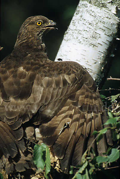 Wespenbussard (Pernis apivorus)