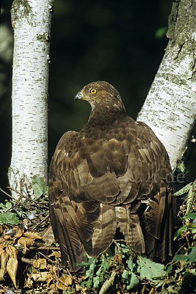 Wespenbussard (Pernis apivorus)