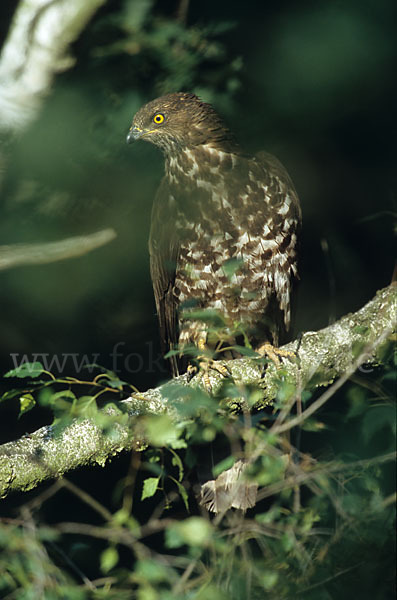 Wespenbussard (Pernis apivorus)