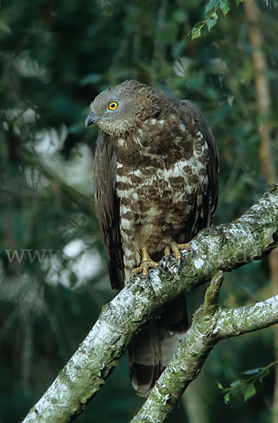 Wespenbussard (Pernis apivorus)