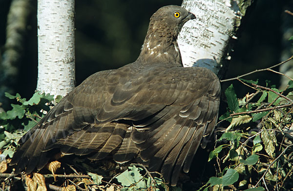 Wespenbussard (Pernis apivorus)