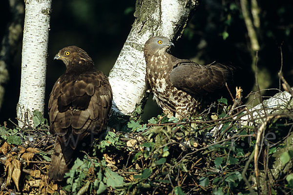 Wespenbussard (Pernis apivorus)